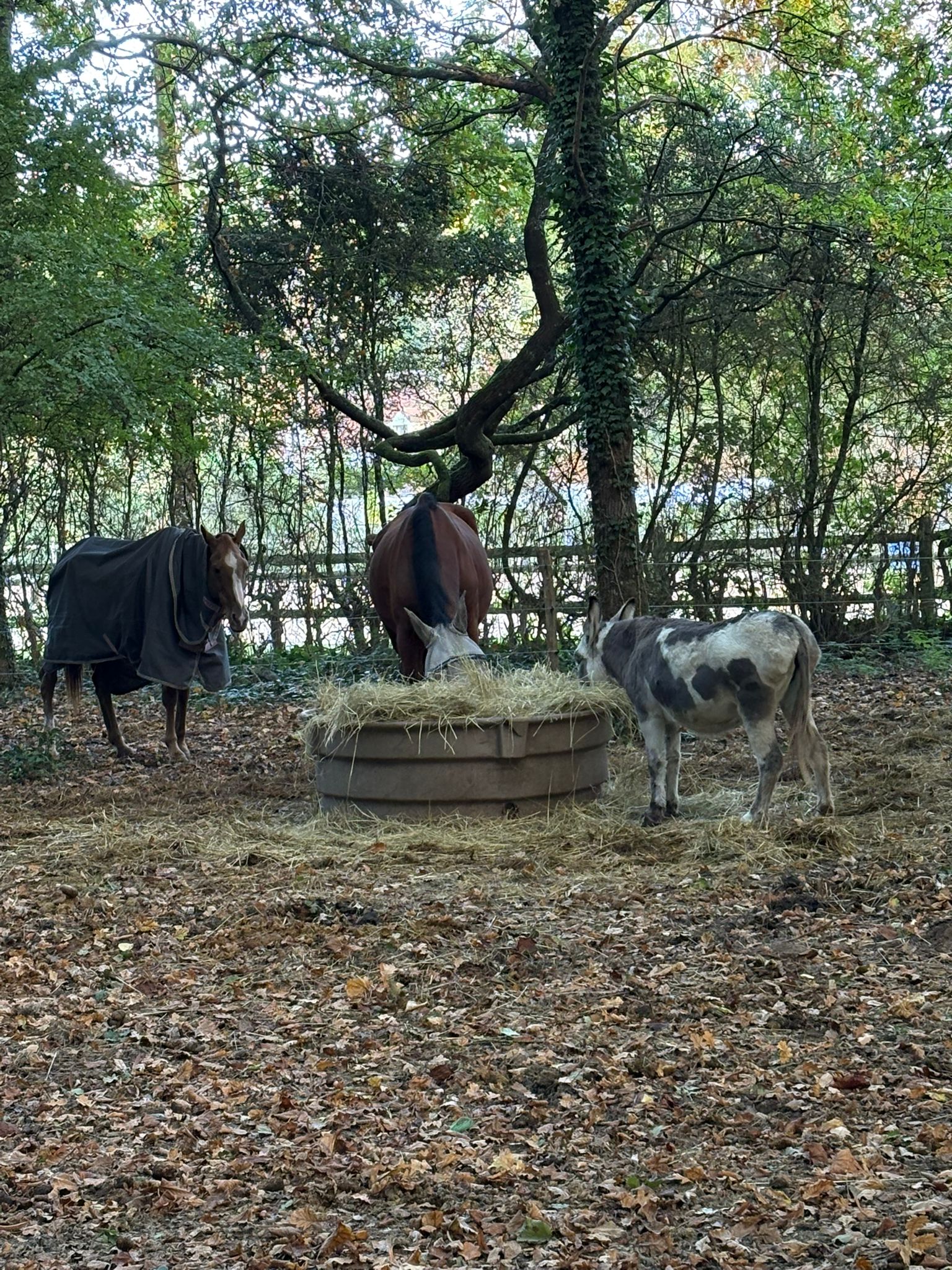 Découverte : chevaux en forêt