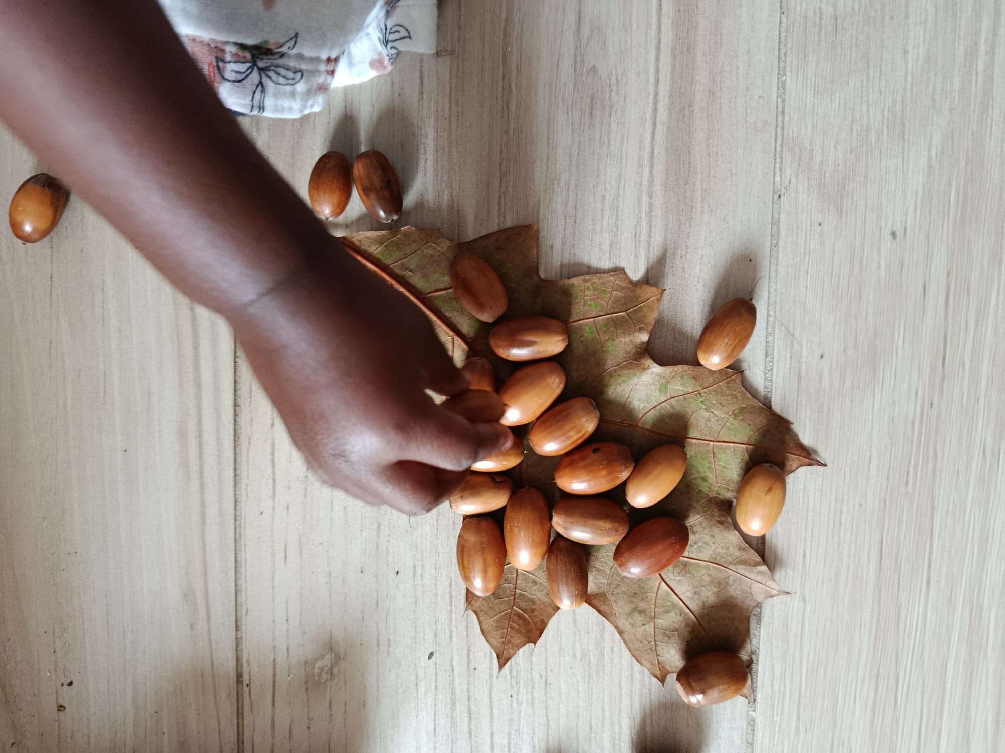 Créations feuilles et glands